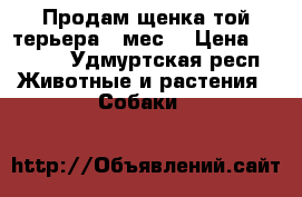Продам щенка той-терьера 2 мес. › Цена ­ 7 000 - Удмуртская респ. Животные и растения » Собаки   